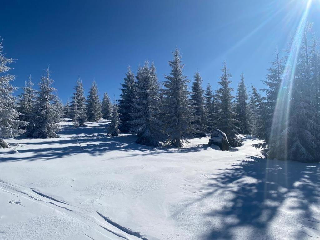 Mountain Chalet - Cabana La Muntele Baisorii Villa Muntele Cacovei  Esterno foto